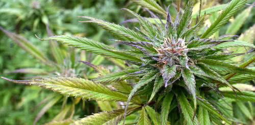 medical marijuana plant growing legally in Hawaii