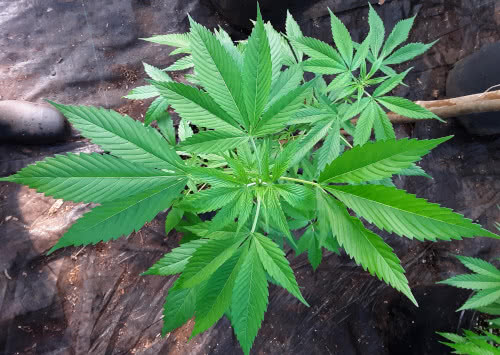 a well-fed cannabis growing, bright green