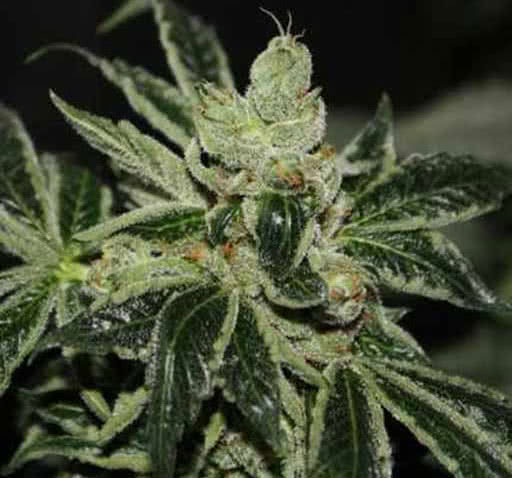 image of Dark Star marijuana buds