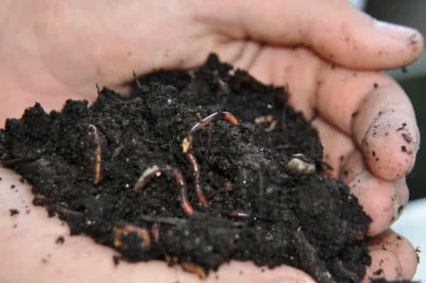 living organic soil with worms