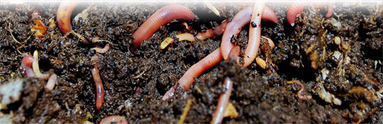worm castings vermicompost fertilizer as organic bud food
