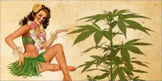 aloha cannabis image