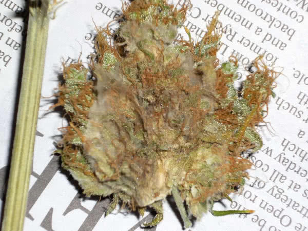 bud mold botrytis in cannabis
