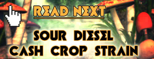 Read next: sour diesel cash-crop strain