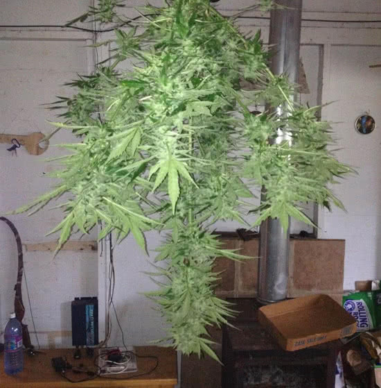 drying cannabis buds hanging in front of wood stove