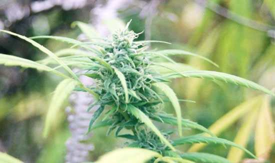 close-up cannabis flower buds high thcv