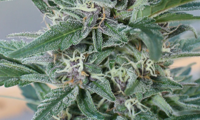 closeup of a high cbd cannabis hemp strain