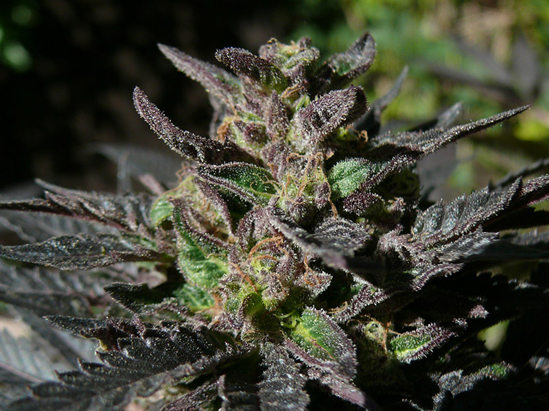 Top 12 Heavy Indica Dank Strains From Seed Mold Resistant Strains