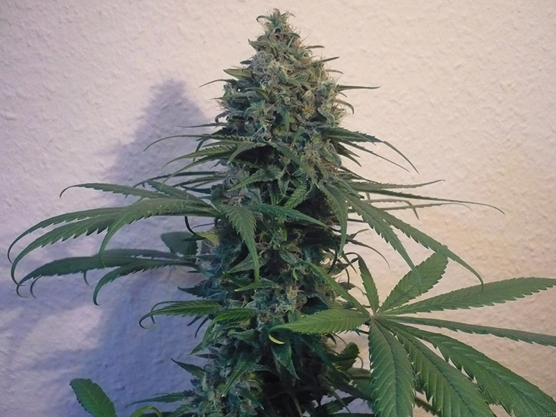 Top 12 Heavy Indica Dank Strains From Seed Mold Resistant Strains