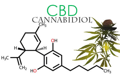 defining a high CBD marijuana strain