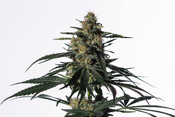 Nightingale (NN-1) high CBD marijuana strain