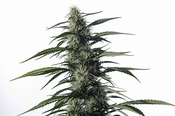 Txaki (TX-1) high CBD marijuana strain