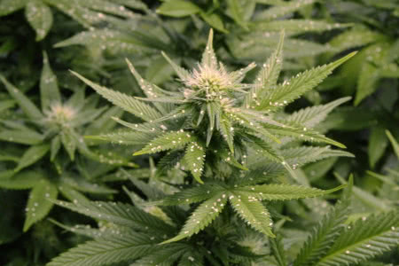 Predatory mites applied on cannabis during flowering