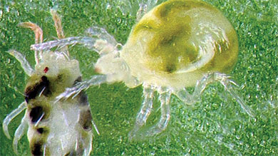 predatory mite attacking spider mite image