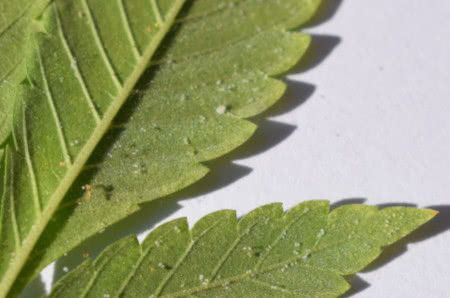 Spider mite damage closeup of weed leaf
