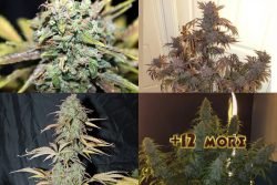 Top 15 Best Autoflowering Seeds