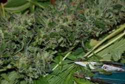 TRIM WEED CHECKLIST: Scissors & Harvest Supplies Guide