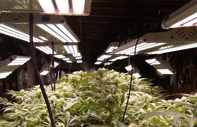 Electric Sky grow light with cannabis plants