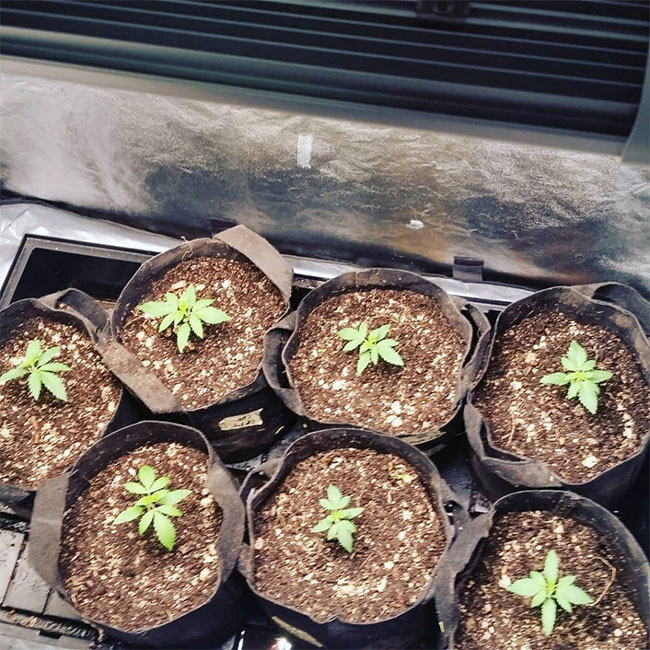 Cannabis seedlings under Electric Sky grow lights