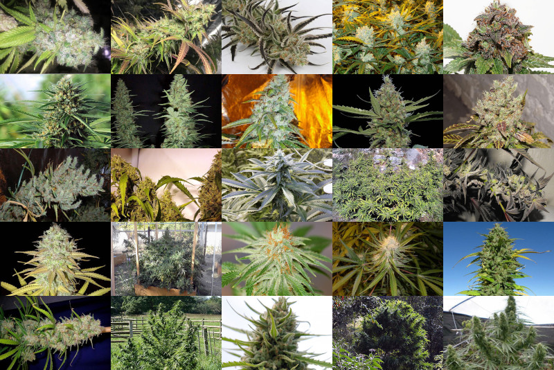 Different Strains Of Weed Chart