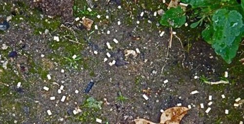 apply slug bait to kill slugs and snails
