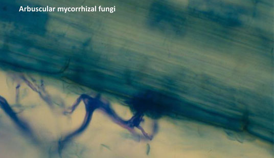 arbuscular mycorrhizal fungi