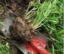 digging-up-starter-mycorrhizal-inoculum