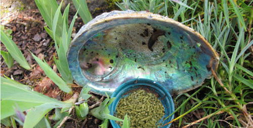 slug-bait trap in the garden