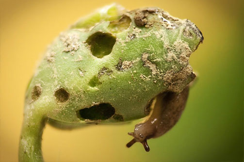 slug eating seedling