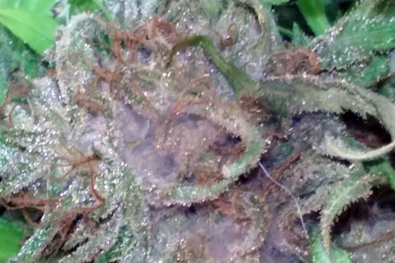 How to Stop Botrytis on Cannabis Bud Rot Gray Mold