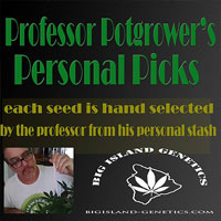 Professor's Picks