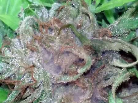 Where is gray mold found on the cannabis plant? (bud rot)