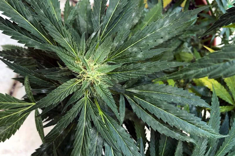 6 Ways to Cure Powdery Mildew on Cannabis Organically