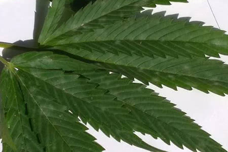 Powdery mildew growing on marijuana leaf