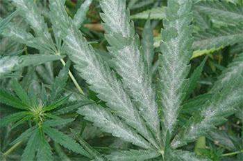 Powdery mildew on cannabis leaves and buds