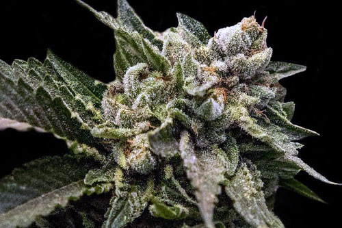 19 New Cannabis Strains for 2019 | Mold Resistant Strains