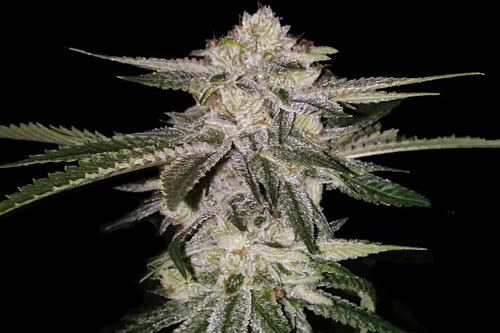 Miss USA Feminized Seeds New American Weed Strain