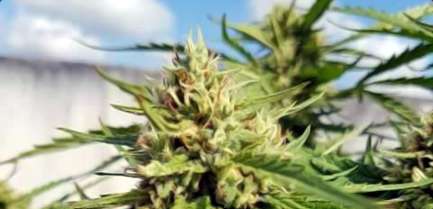 20 FASTEST Flowering Strains To Grow From Seed | Mold Resistant Strains