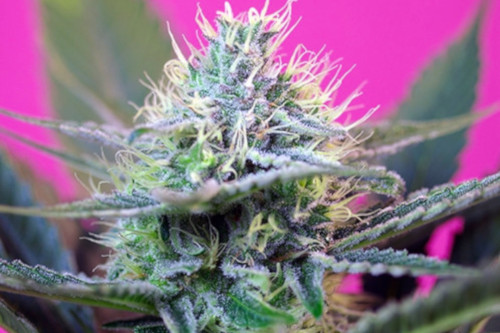 20 Fastest Flowering Strains To Grow From Seed Mold Resistant Strains