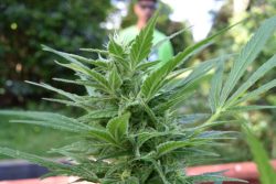 23 EASIEST Strains to Grow Outdoors & Indoors for Beginners to Experts