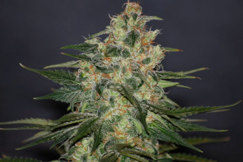 24 Best LANDRACE Cannabis Strains To Grow From Seed | Mold Resistant ...