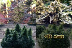 TOP 25 BEST INDICA STRAINS 2020