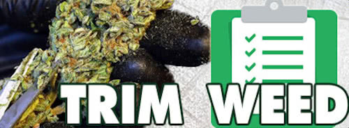 Trim Weed Checklist: best bud trimming scissors and all required supplies for harvest