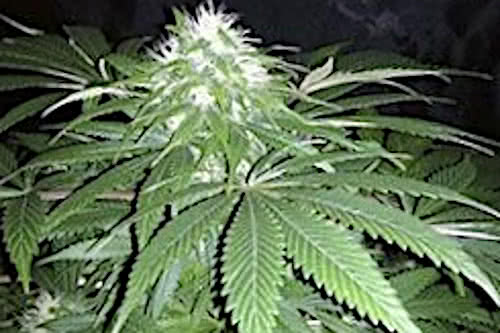 Chapita de Michoacan Marijuana Seeds New Strain