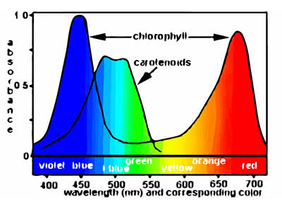 PAR Spectrum Graph: Red and Blue Light Wavelength Plant Absorption