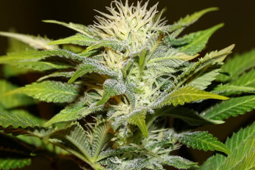 Bruce Banger Weed Strain Reg Seeds