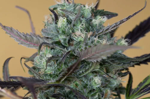 Chemdawg Humboldt Reg Cannabis Seeds