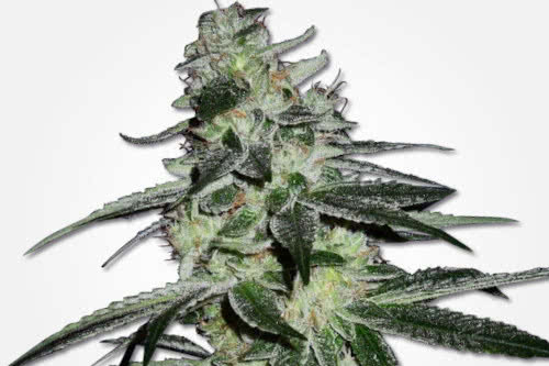 G13 Haze Reg Cannabis Seeds