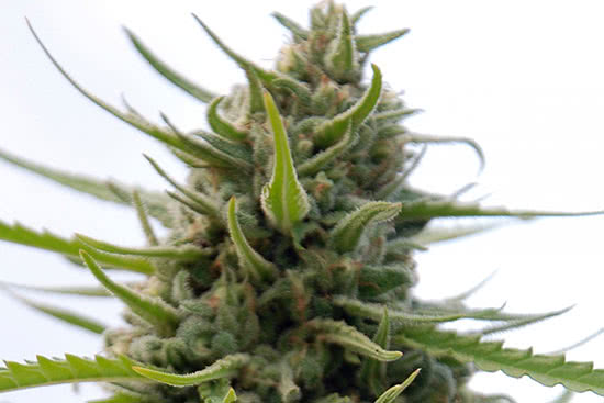 Kilimanjaro: landrace sativa strain plant cannabis buds