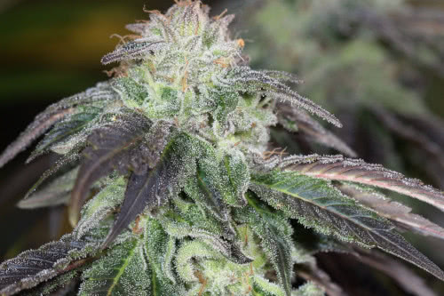 OG Kush Strain Weed Regular Seeds